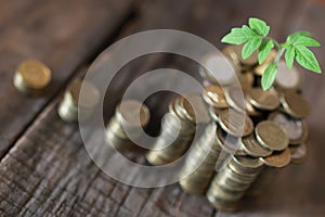 Plant and stacks of coins