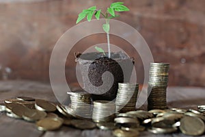 Plant and stacks of coins
