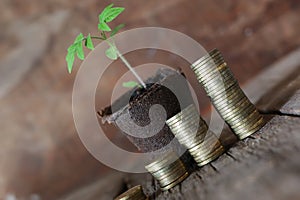 Plant and stacks of coins