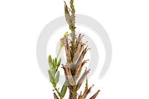 Plant Stalk