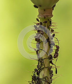 A plant stalk infected by aphids Aphidoidea. Between the aphids an ant Formicidae can be seen