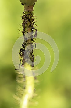 A plant stalk infected by aphids Aphidoidea. Between the aphids an ant Formicidae can be seen