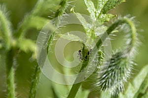 a plant stalk infected by aphids Aphidoidea. Between the aphids an ant Formicidae can be seen