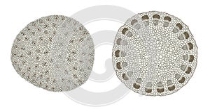 Plant Stem comparison on monocot left and dicot right