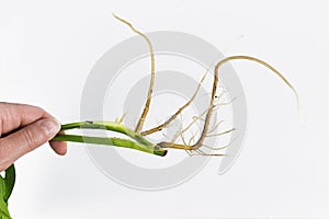 Plant stem of Pothos houseplant cutting