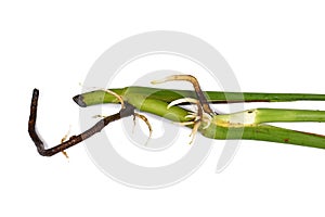 Plant stem with thick aerial root growing small water roots of exotic `Monstera Deliciosa` houseplant on white background