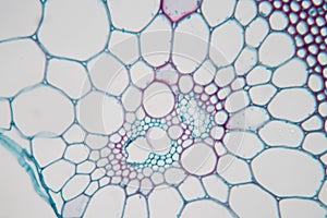 Plant Stem under the microscope for classroom education.