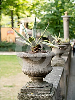 A plant in a stone pot