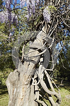 Plant strangulation, dead tree