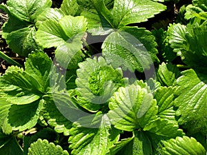 Plant strawberry background