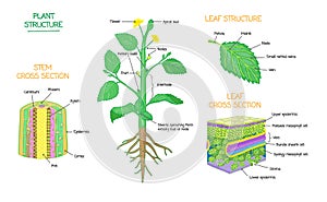 Plant structure and cross section botanical biology labeled diagrams collection