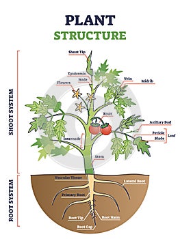 Plant structure with root, stem and leaf anatomical sections outline diagram