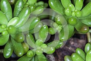 Plant Succulente Sedum