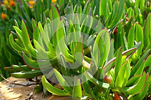 Plant succulents Carpobrotus edulis