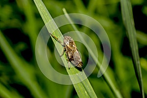 Plant-sucking insect Agallia constricta photo