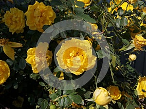 Plant summer blossom park closeup flora color leaf flower garden green beautiful backgroundy ellow nature