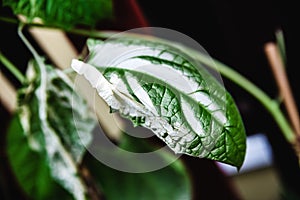 Plant with sunburn or sunscald, white burned leaves