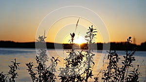 Plant Sunset view water nature landscape night