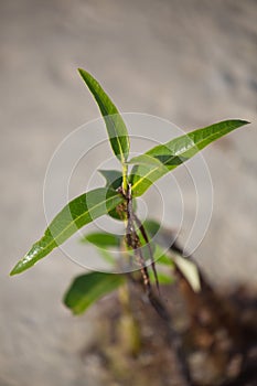 A plant surviving in hostile environment