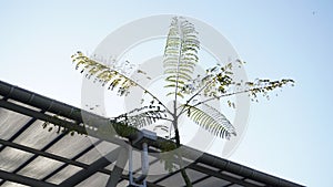 A plant with tall thin and long leaves. Shot during the day photo