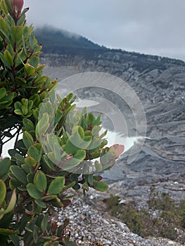 Plant of Tangkuban Parahu crater photo