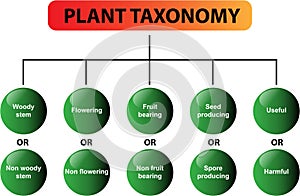 Plant taxonomy diagram - vector