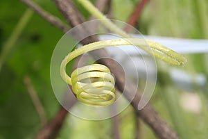 Plant tendril detail photo