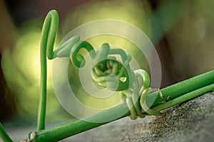 plant tendrils that coil a plant