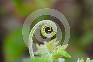 Plant tendrils one twirl at a time