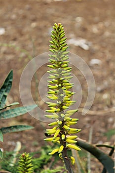 Plant at Tenerife, Canary Islands photo