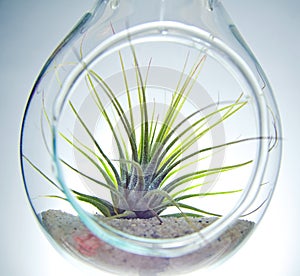 Plant Terrarium