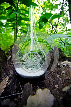 Plant Terrarium