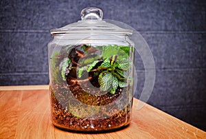 Plant terrarium in the closed glass jar