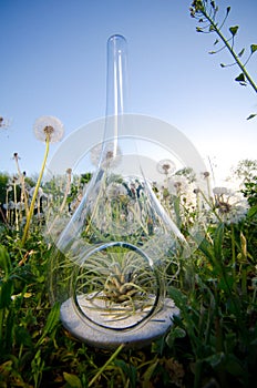 Plant Terrarium photo