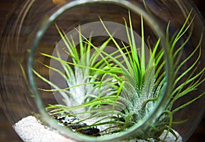 Plant Terrarium