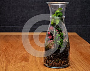 Plant terrarium in the vine bottle