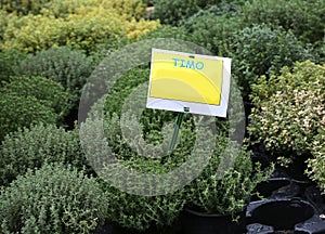 Plant with text TIMO which in Italian means thyme photo