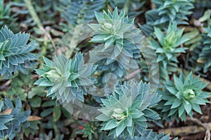 Plant texture background, jardin botanico, Valencia, Spain