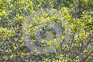 Plant texture background, jardin botanico, Valencia, Spain