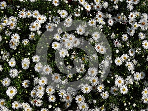 Plant texture of many small white daisy flowers