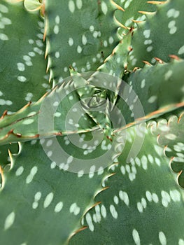 Plant Texture Natural Background Print