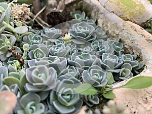 Plant Texture Natural Succulent Background Wallpaper