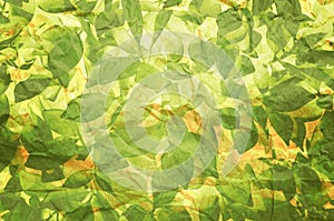 Plant Texture On Old Paper