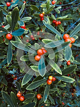 Plant texture. Silver buffaloberry Shepherdia argentea green l