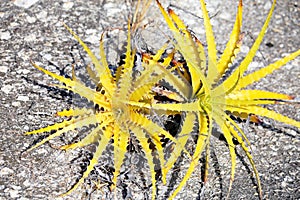A plant similar to the yellow aloe vera found in the arid region of northeastern Brazil next to a spiny cactus. photo