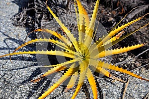 A yellow plant similar to the aloe vera found in the arid region of northeastern Brazil. photo