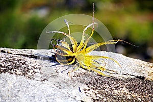 A yellow plant similar to the aloe vera found in the arid region of northeastern Brazil. photo