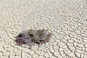 Plant thriving in Sossusvlei dead valley, Nanib desert near Sesr