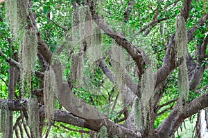 Plant Tillandsia Usneoides in natural Garden on a tropical exotic ficus tree in a humid jungle swamp