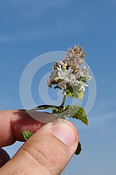 Plant tip of Mint, possibly Mentha Spicata or Mentha Piperita, held in fingertips.